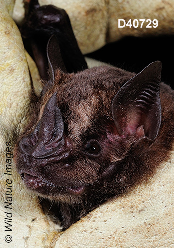 Artibeus obscurus